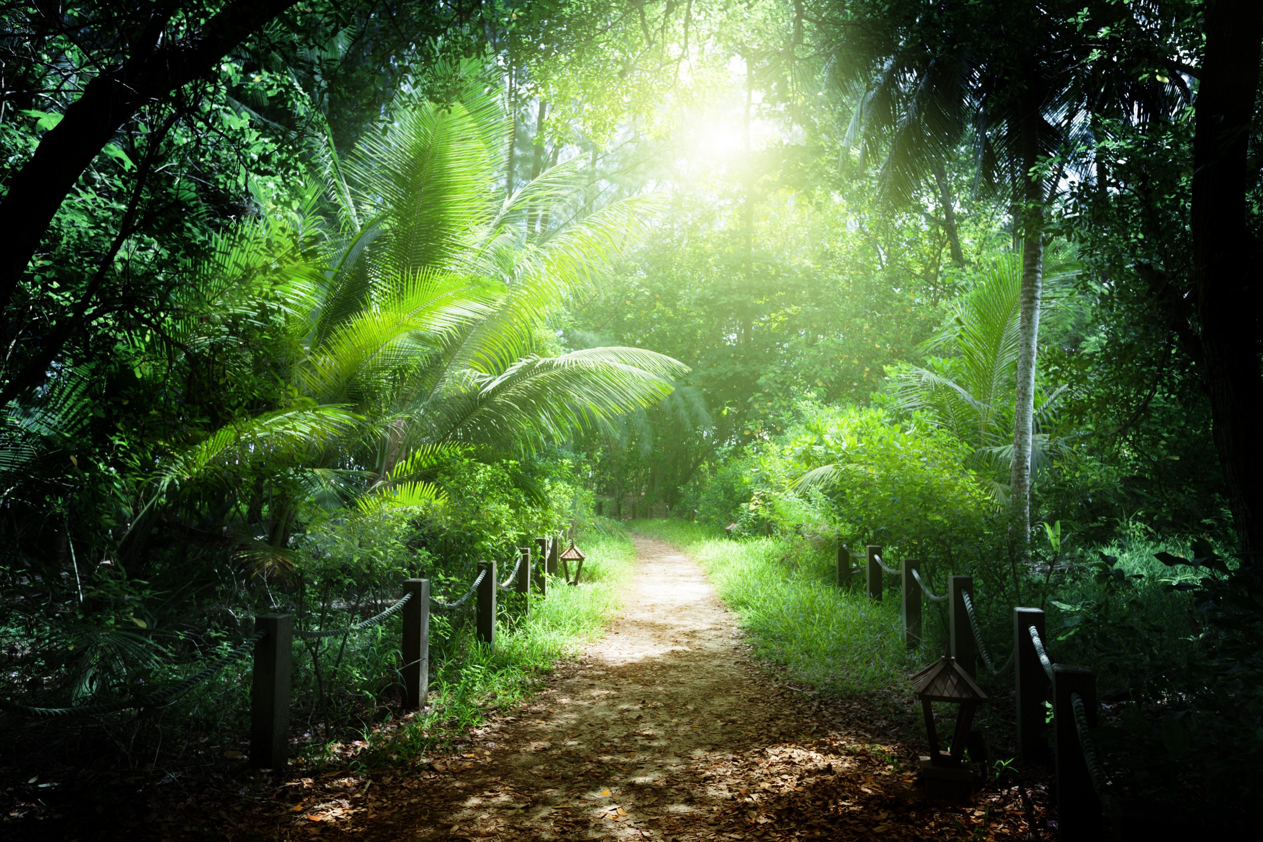 Chemin dans la jungle des îles Seychelles