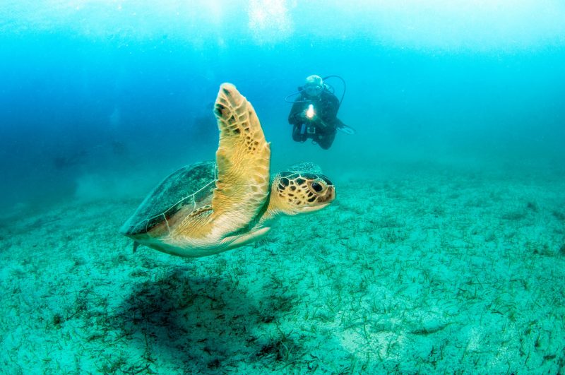 Tortue de mer en Turquie