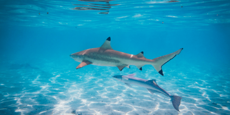 requin, île, Seyechelles