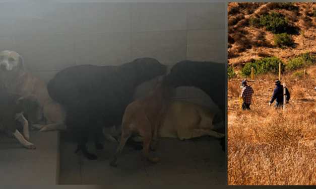 Capturan cinco perros ferales en el cerro de El Vigía… ¿y ahora, qué pasará con ellos?