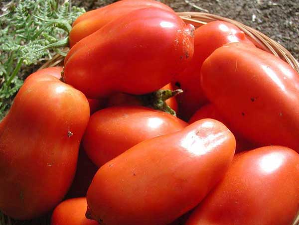 Cómo disecar y conservar tomates