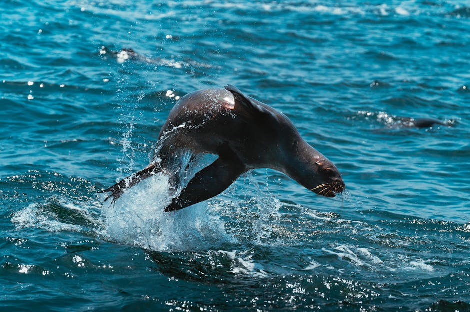 Seal on small boat deck with orcas visible in background waters of Pacific Northwest