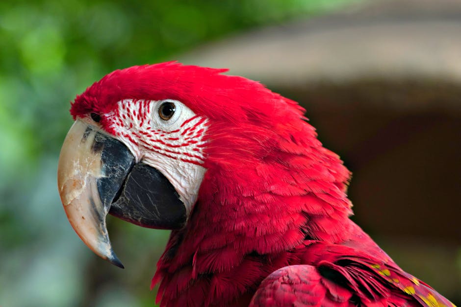 Oil drilling platform in ocean waters near coral reef system with environmental protesters in background