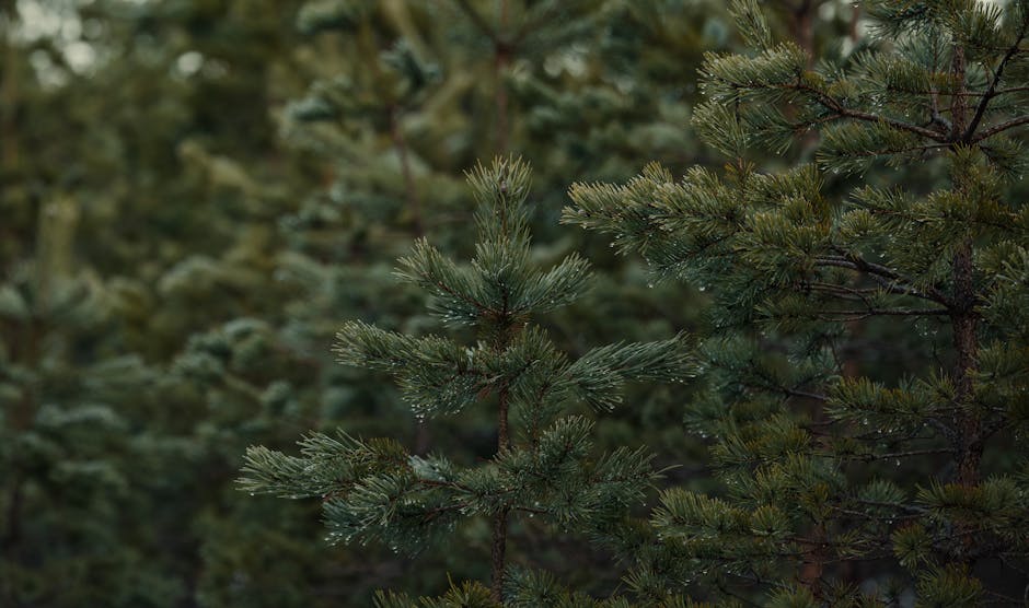 Beloved sycamore gap tree lives on as 49 “trees of hope” take root across britain