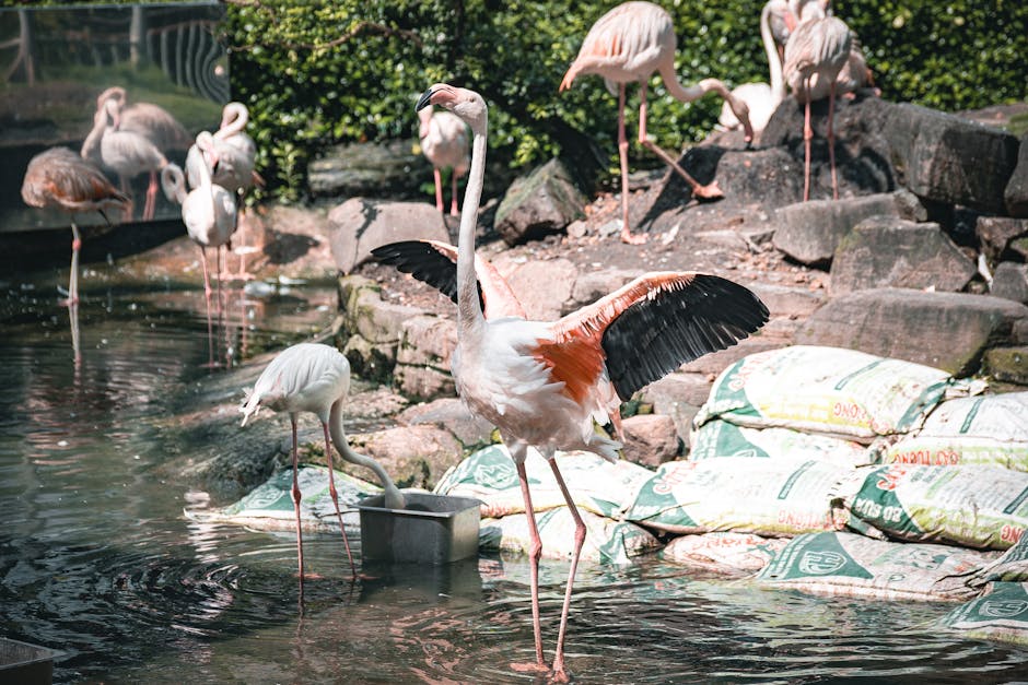Stunning wildlife photography celebrates australia’s birds while funding conservation efforts