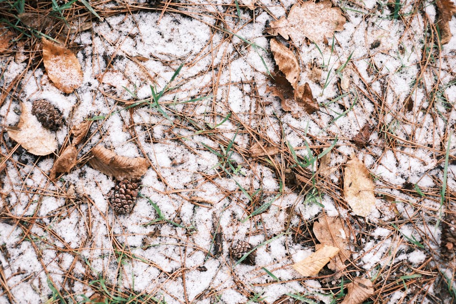 Cop30 climate summit reaches fragile agreement despite major setbacks on fossil fuels and deforestation