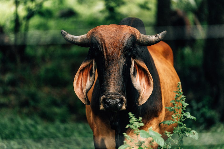 Fatal bull shark attack claims life of young swimmer at nsw beach, highlighting marine predator interactions in coastal waters