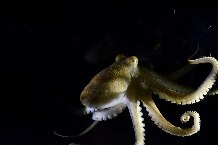 Octopuses use touch to “read” seafloor microbes, revealing new way marine animals navigate their world