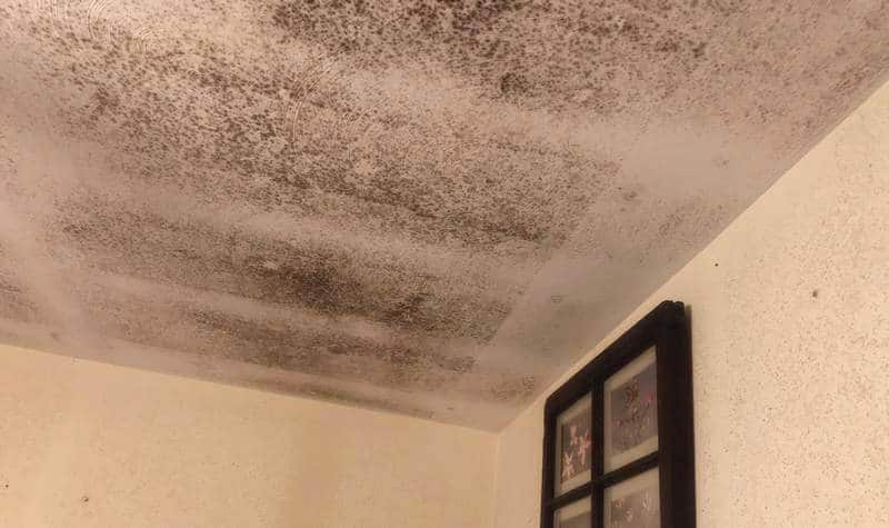Humidity & mold growth