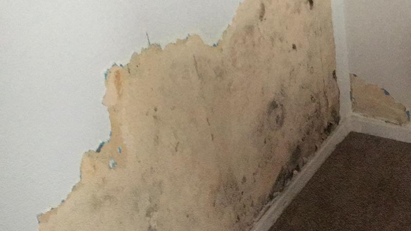 Wallpaper was all the rage in decorating years ago but now that the trends have changed people are left finding the best ways to remove it. White Mold Growth In Your Home Causes Solutions Environix