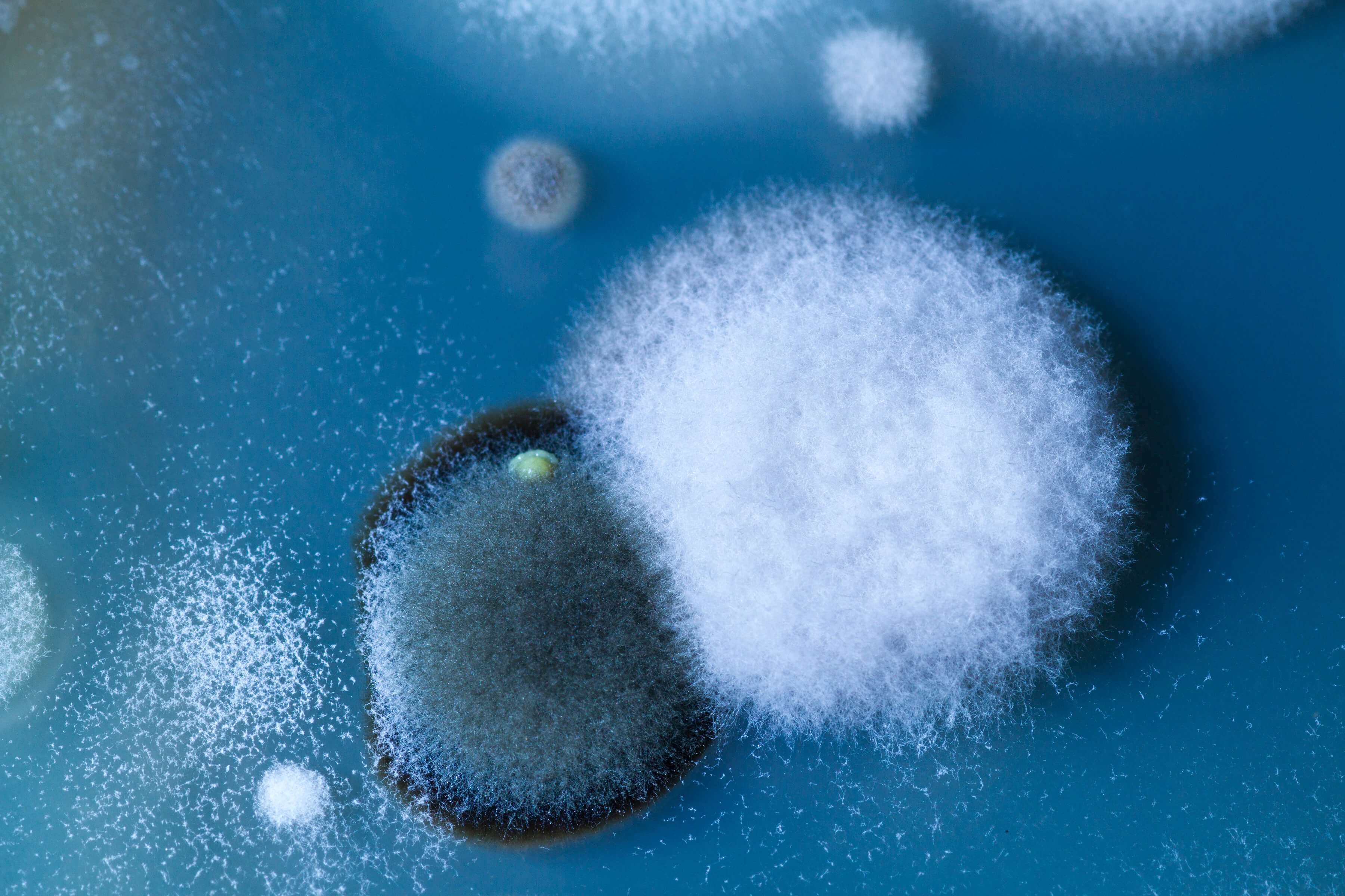 Mold