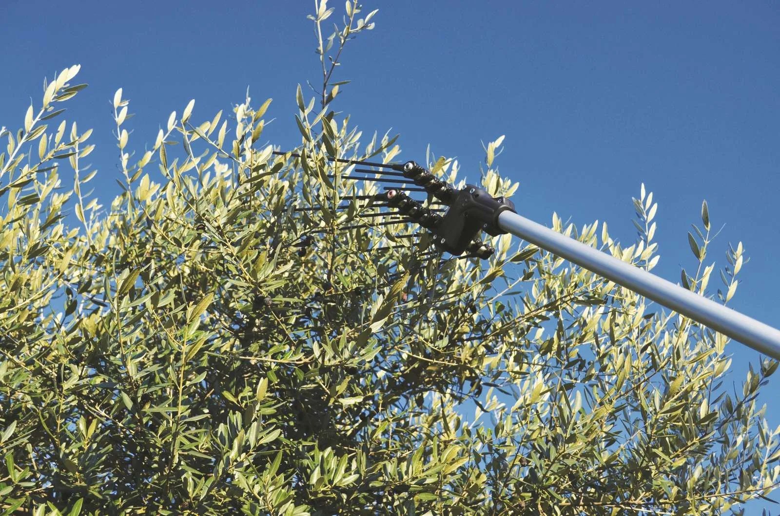 Gli abbacchiatori Minelli