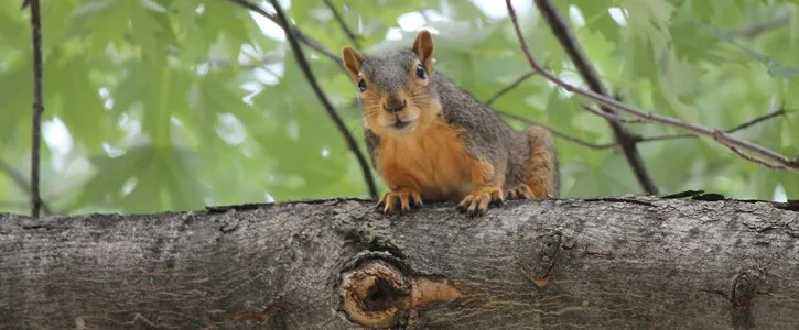 41+ Great Bed Bug Heat Treatment Equipment For Sale / EBB-40KW Trailer Package | Bed Bug Removal Equipment / Shop all packages » products.