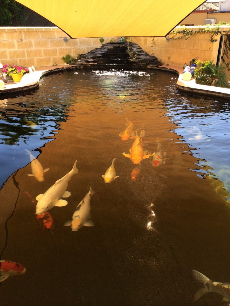 Imo i think even at 3000 gallons with 10 koi, that's 300 gallons per fish, and as long . ERIC Koi Pond Filtration | 10,000-gallon pond in the south