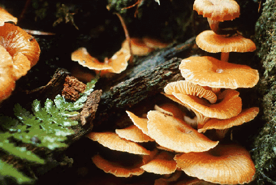 Not a sad event, but a joyous reaffirmation of life (warren talbot november 1 is celebrated thro. El Reino Fungi - Escuelapedia - Recursos