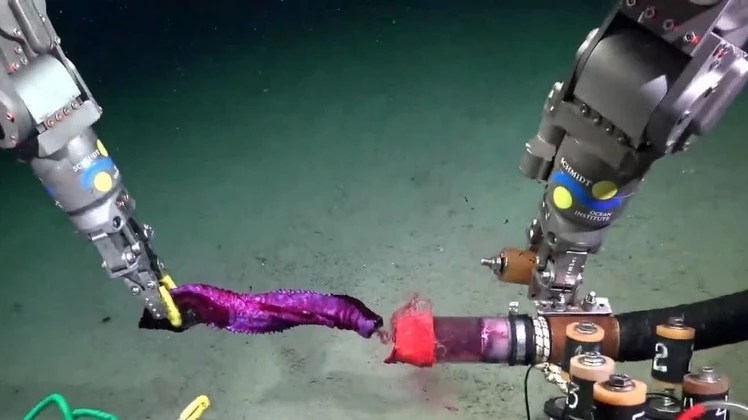 El CONICET explora los mares argentinos y descubre nuevas especies en el cañón de Mar del Plata CONICET Mar del Plata