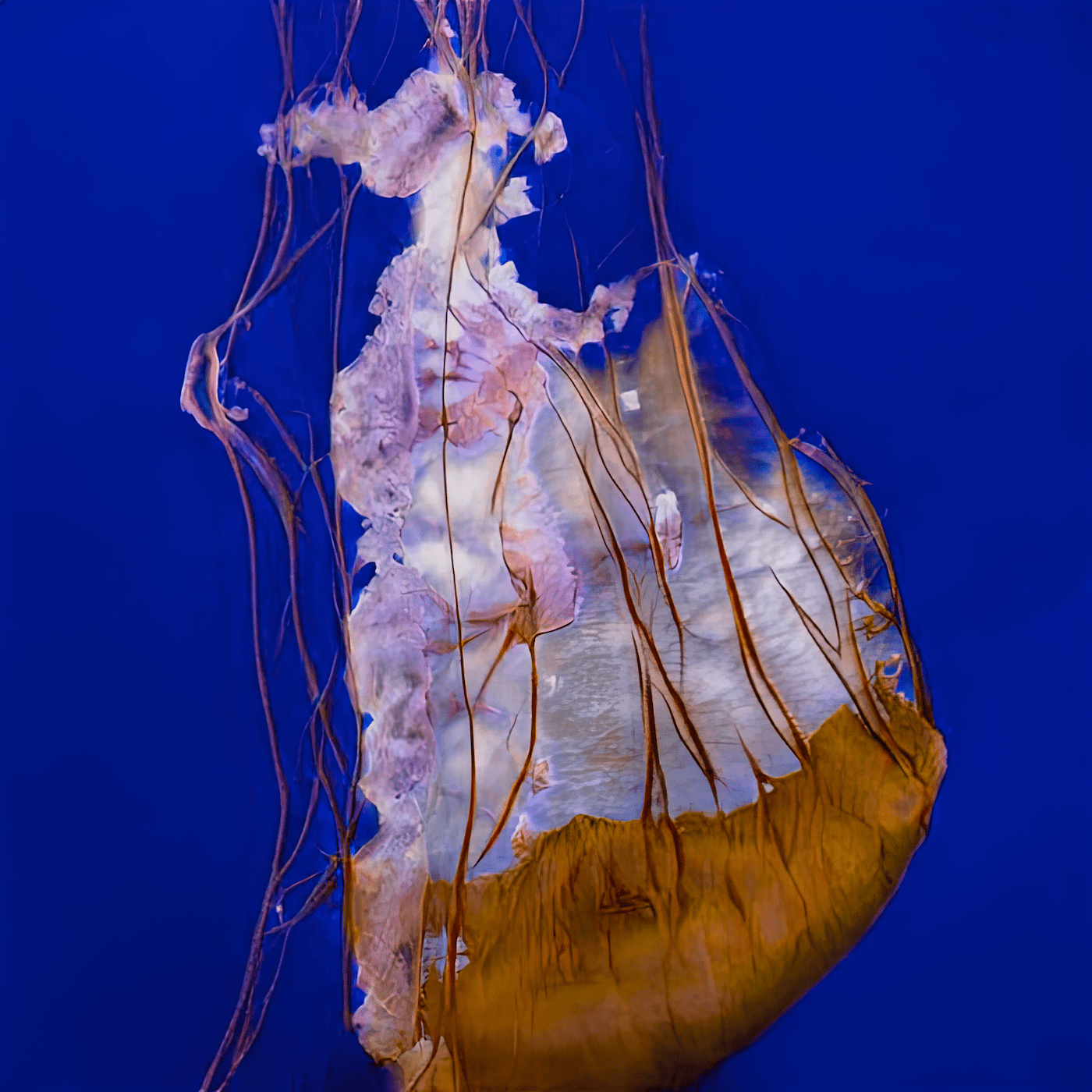 This jellyfish does not exist, GAN generated specimens of jellyfish, a project made with Sofia Crespo as part of the ETOPIA_ 2020 residency program - www.thisjellyfishdoesnotexist.com ©Entangled Others Studio