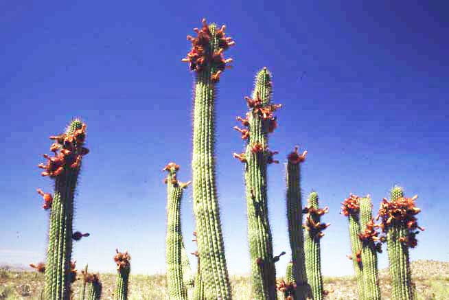 Organ pipe cactus fruit additionally offer some protein and essential . Pitaya Fruit A Sweet Purple Food Used By Native Americans
