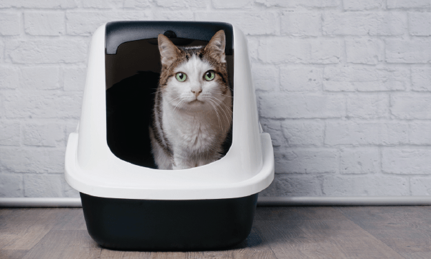 Urinary blockages in cats