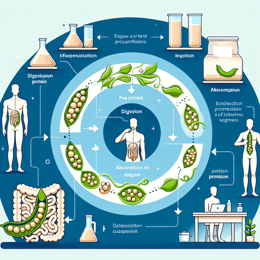 How long does pea protein take to work? -etprotein