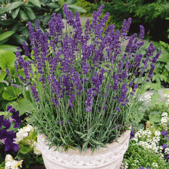 Succulent plants are easy to take care of and look beautiful in different settings. English Lavender Seeds Lavandula Angustifolia English Lavender