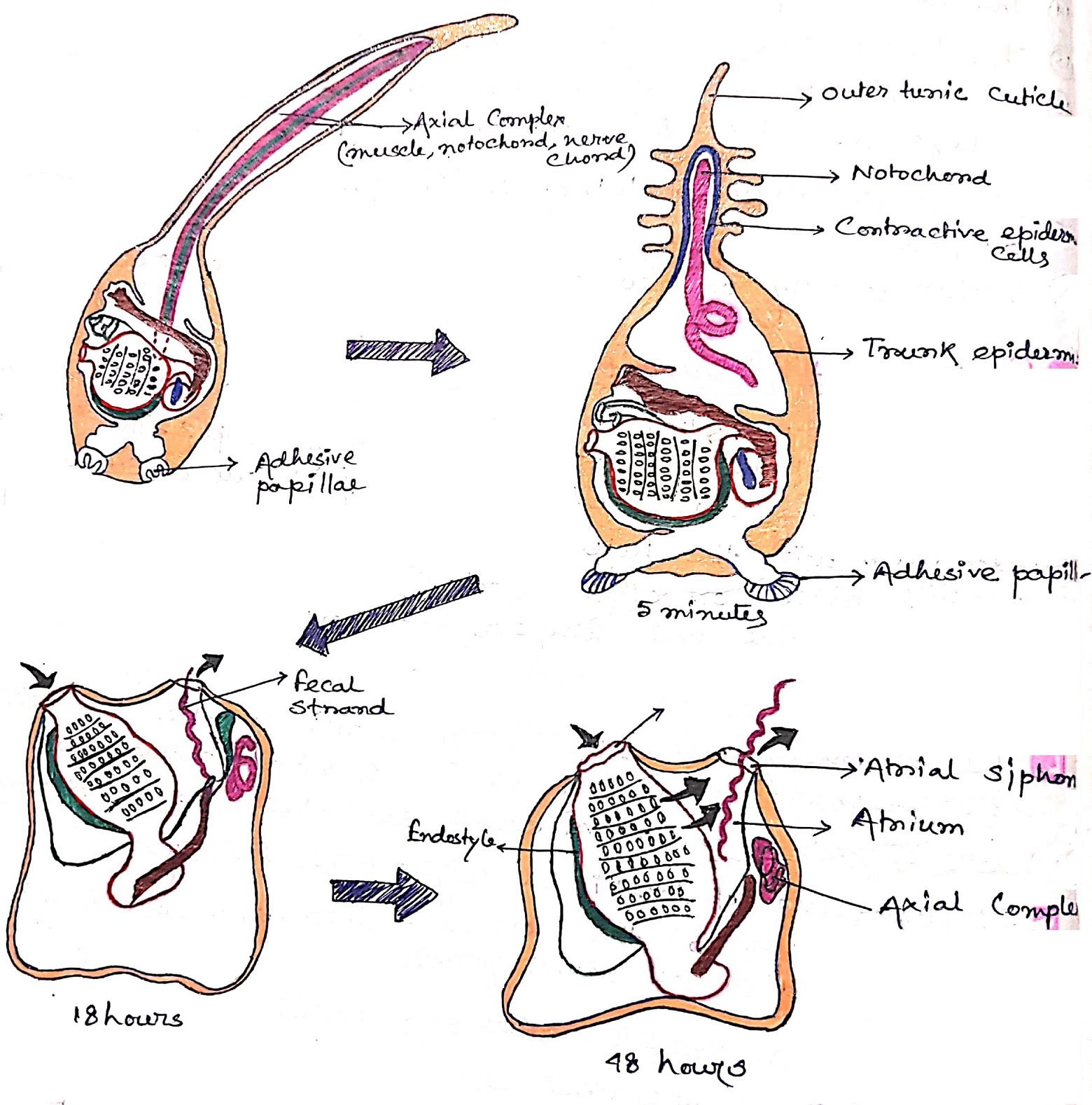 Larvae Stage Of Metamorphosis 10 png