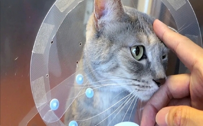 Disi Kedi Kisirlastirma Sonrasi Youtube