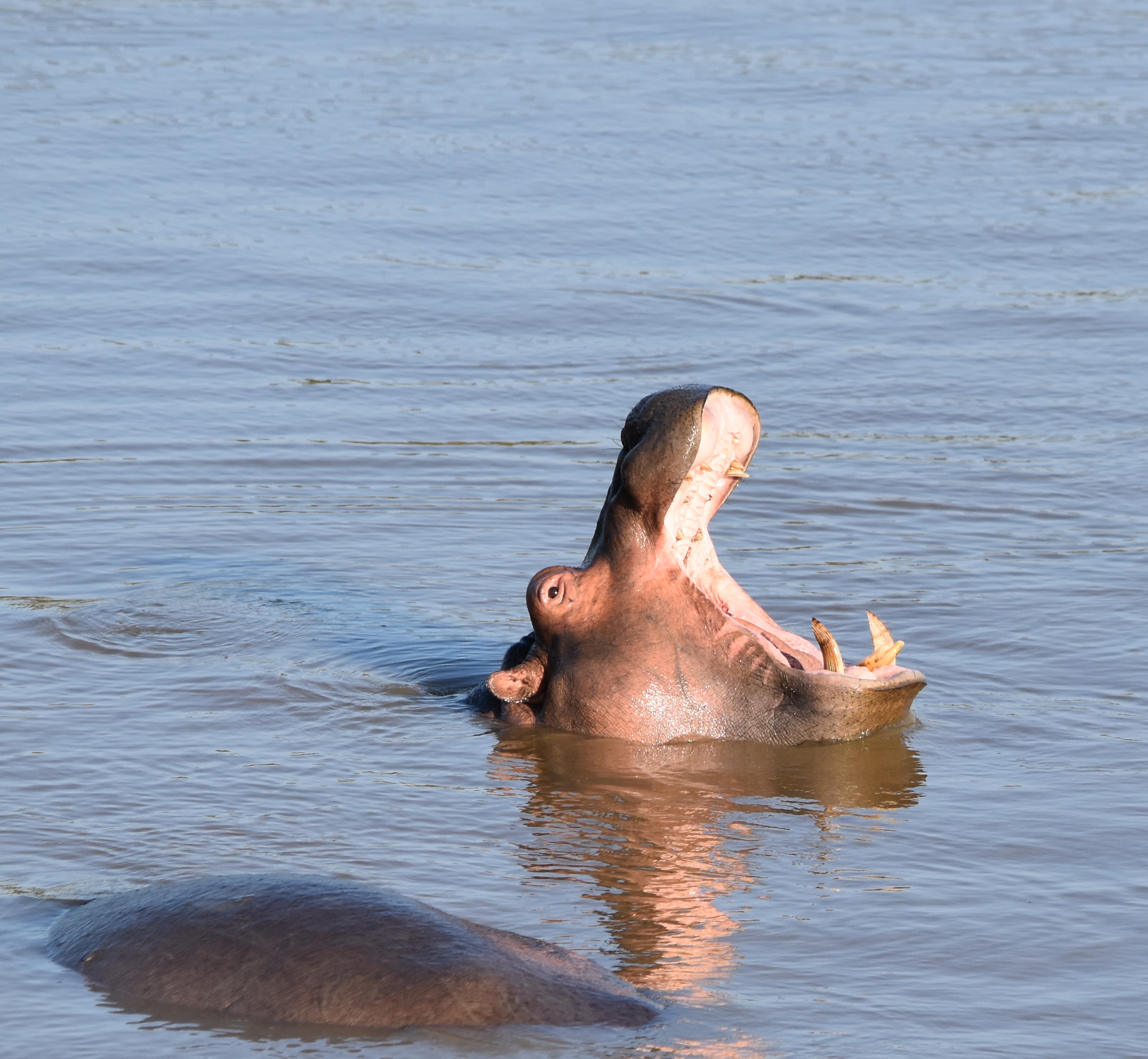 Higest paid person's opinion (HIPPO)