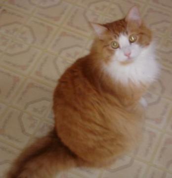 List of zipcodes in albany, new york. LOST - Longhair Orange/White Mainecoon Cat - SIMBA