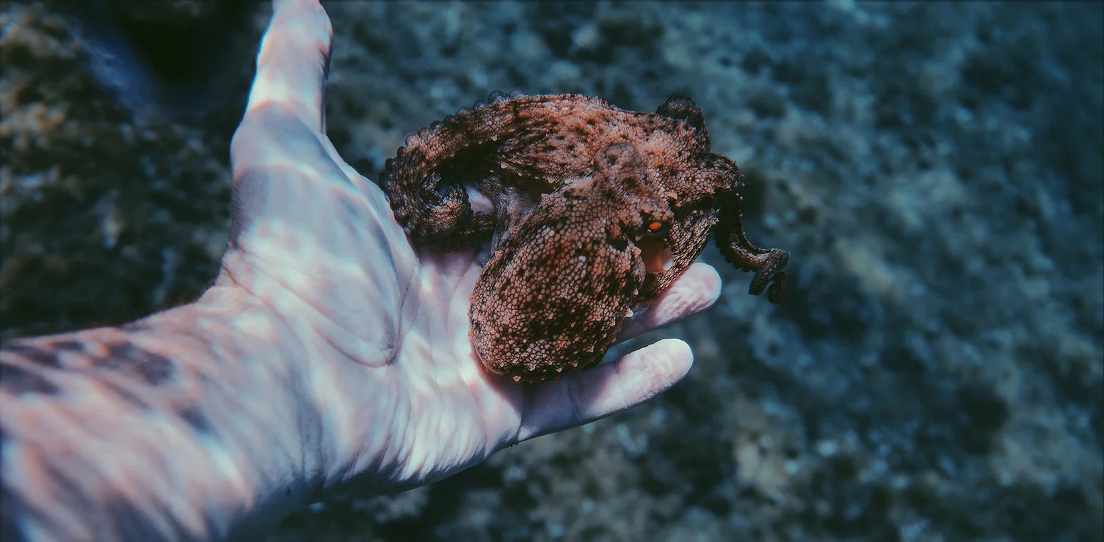 Colossal Squid: Characteristics, Diet, Facts & More [Fact Sheet]