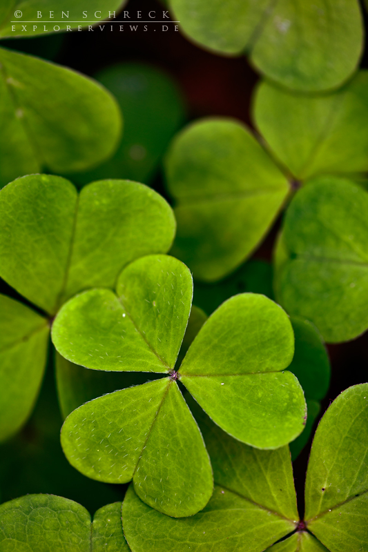 Kleeblätter Cloverleaf 4809