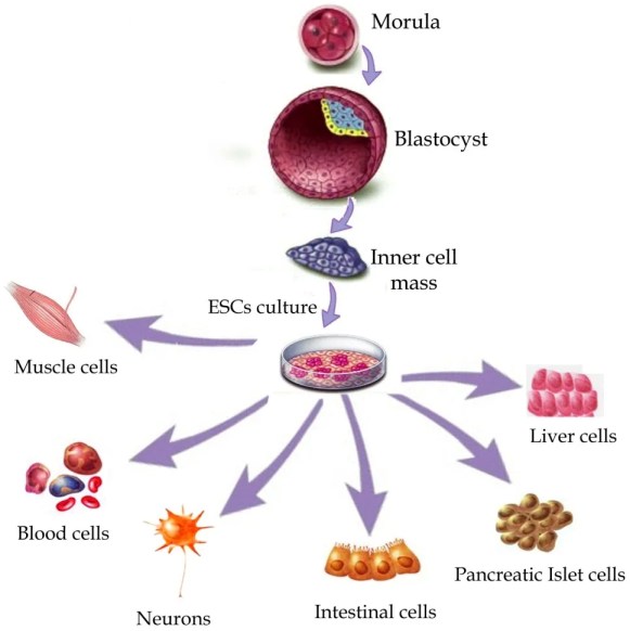 How pluripotent stem cells can differentiate into any cell.
