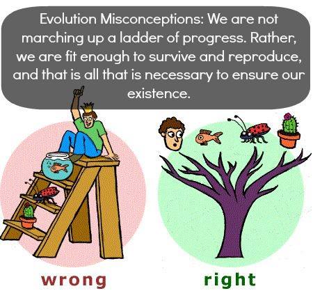 evolutionmisconception