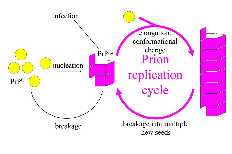 prionreplication