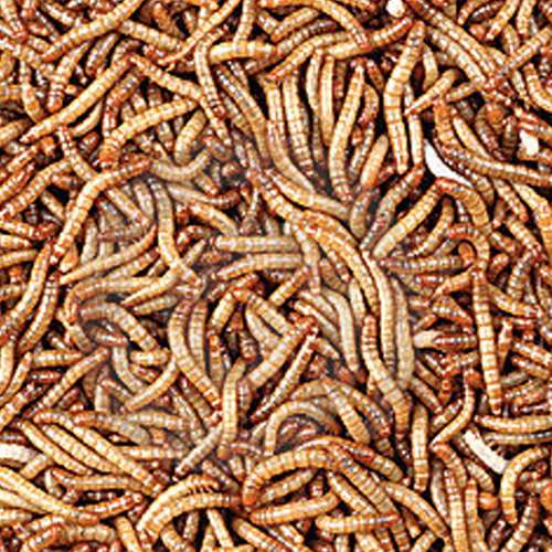 Buy Delicious Bulk Count Mealworms for your hungry critter