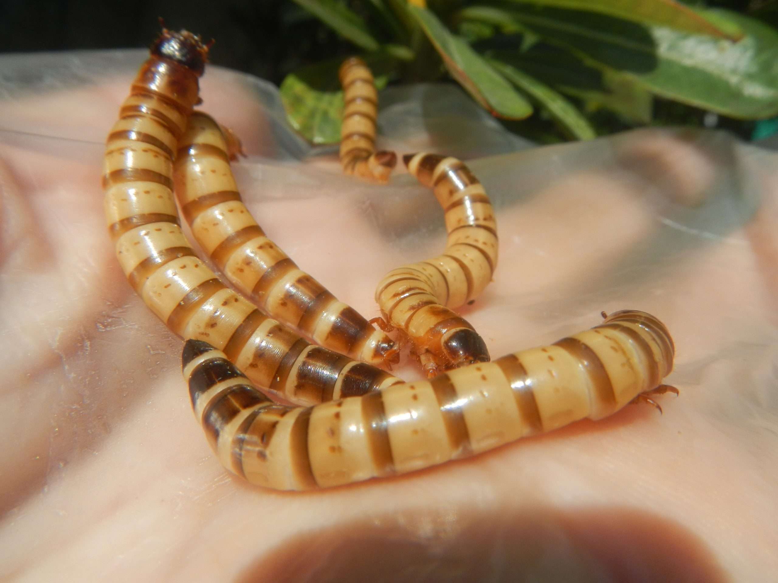 Superworms The Superfood for Reptiles