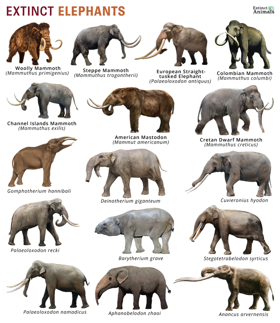 Extinct elephants