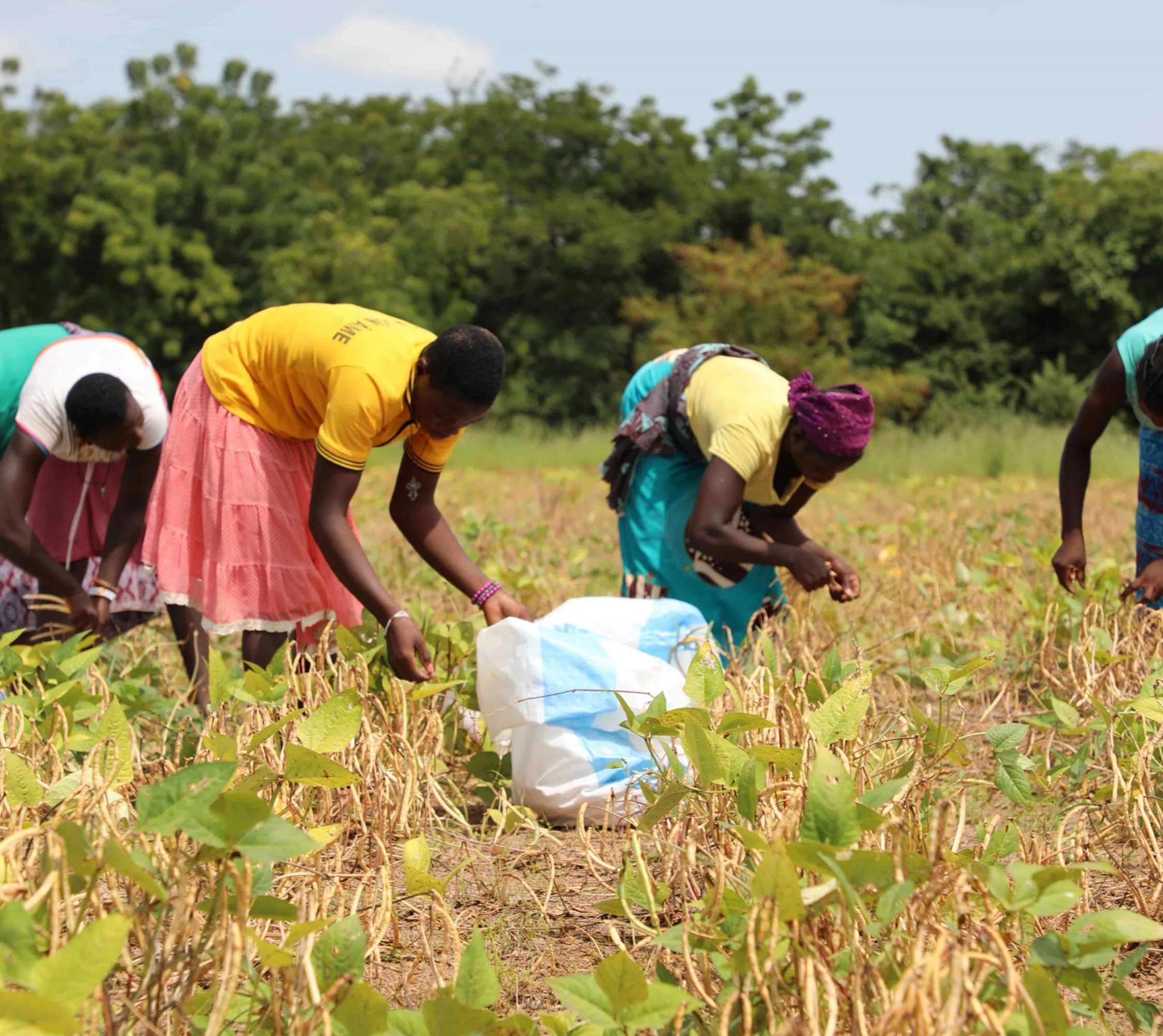 Projet de sensibilisation et d’éducation foncière des femmes rurales dans la Commune de Mbé, Nord Cameroun