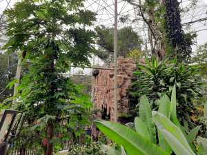 Kebun Binatang Bukittinggi & Benteng Fort de Kock Kebun Binatang Bukittinggi & Benteng Fort de Kock