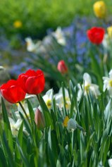faeries love flowers - compost is faery gold