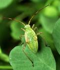 Help the faeries keep Nature in balance