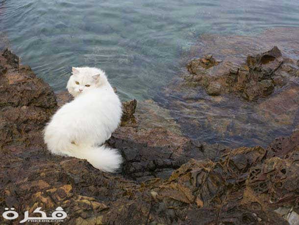 كل شي عن القطط