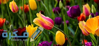 فوائد زهرة التوليب فوائد زهرة التوليب