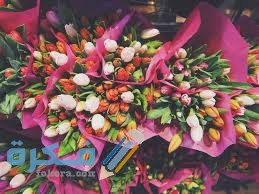 طرق زراعة زهرة التوليب طرق زراعة زهرة التوليب