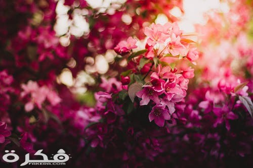 عيد الربيع في مصر