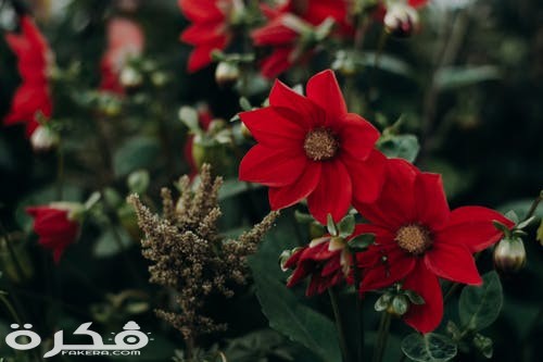 مظاهر قدوم فصل الربيع