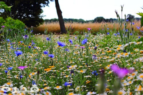 عيد الربيع في مصر