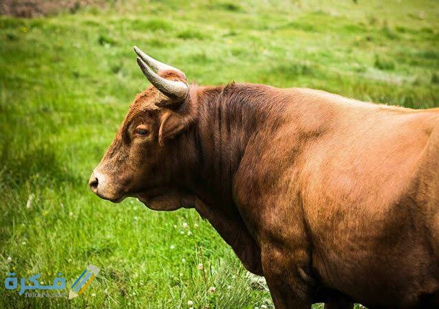 تفسير رؤية الثور