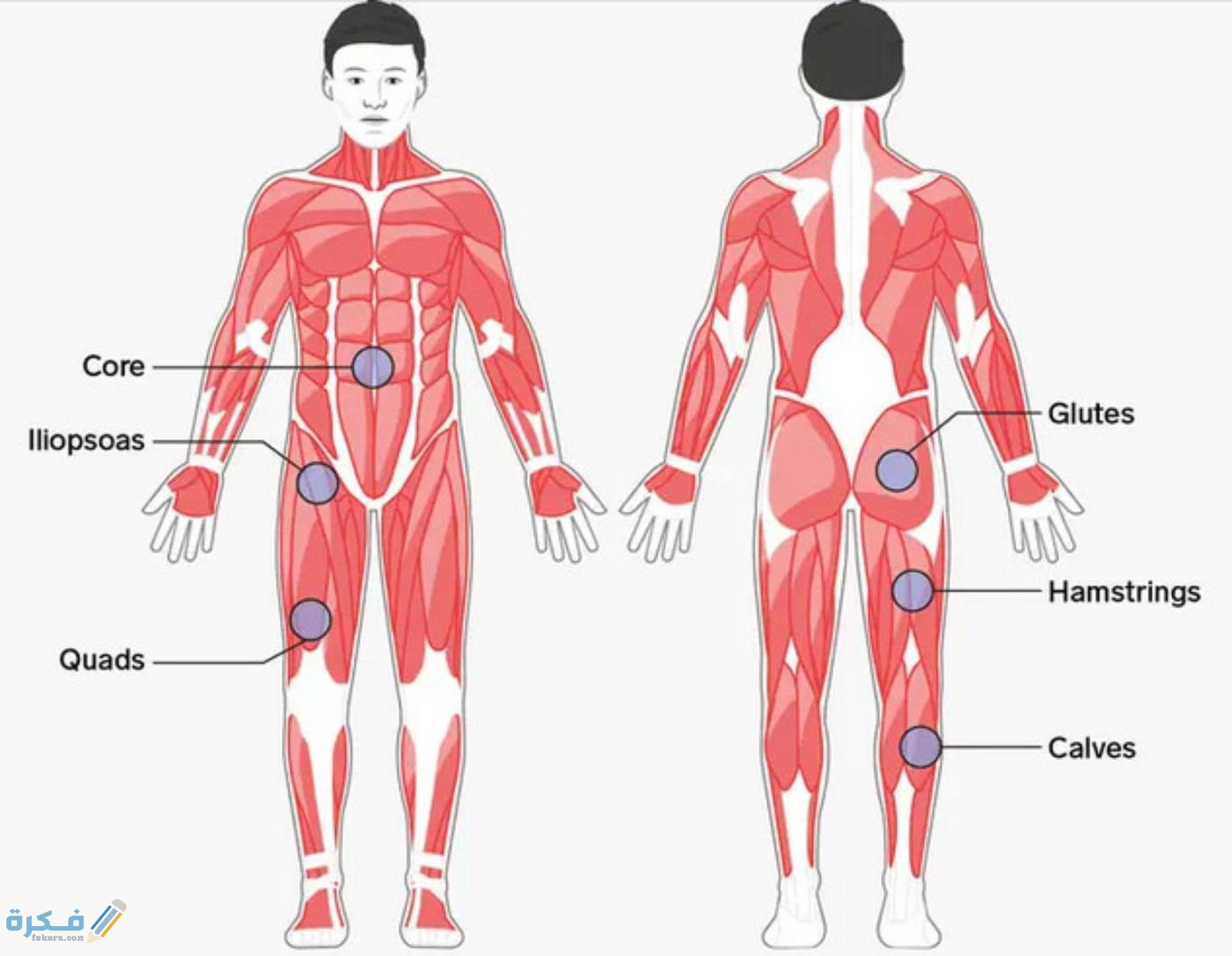 أهمية أجزاء الجسم أهمية أجزاء الجسم