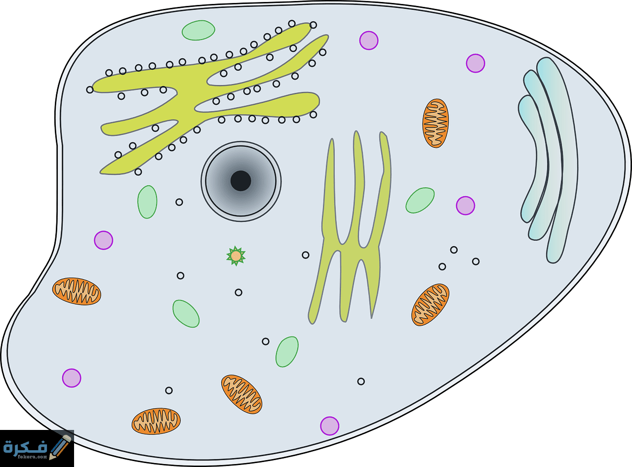 الفرق بين الخلية النباتية والحيوانية